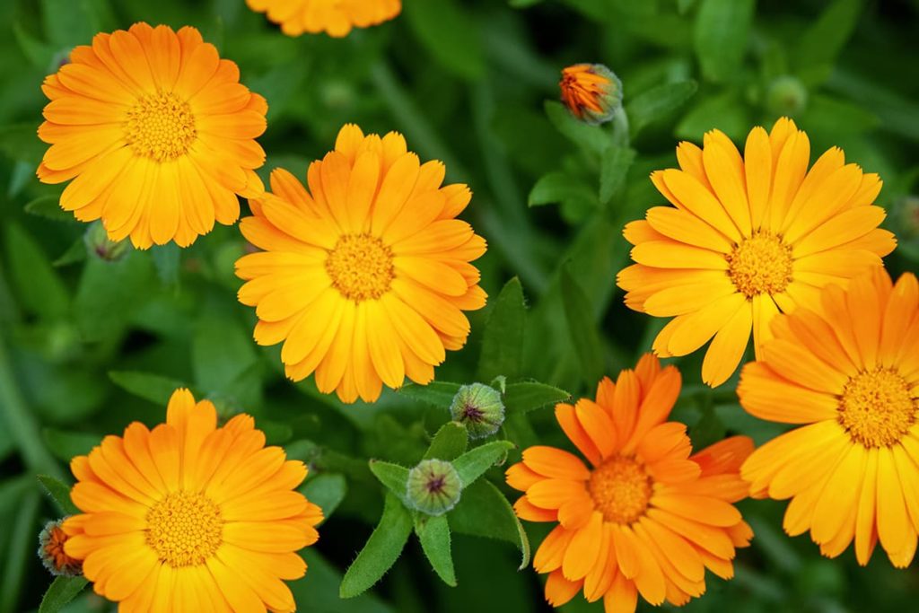 Le piante amiche della pelle: la Calendula