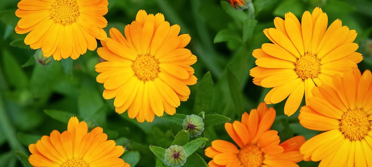 Le piante amiche della pelle: la Calendula