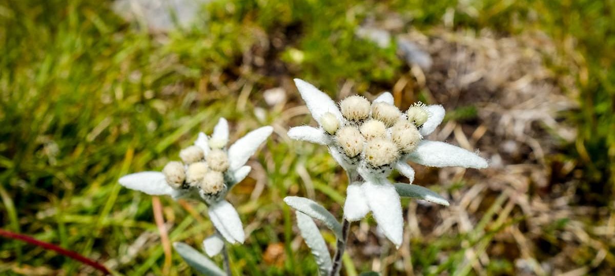 La stella alpina: le piante amiche della pelle - CDlifePharma